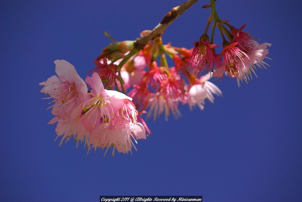 http://i.dcview.tw/gallery/201103/a3d20387b11d974385799c77c413e4e9.jpg