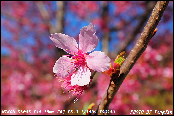 http://i.dcview.tw/gallery/201103/a3dd9009a91cbe305839c5616db3c284.jpg