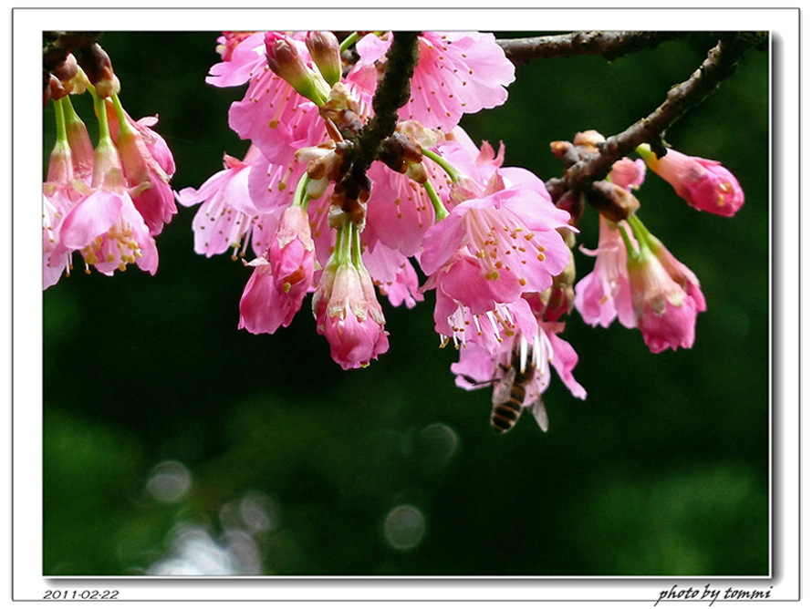 http://i.dcview.tw/gallery/201103/a4ea18365f8ac4293e3285913372f3b4.jpg