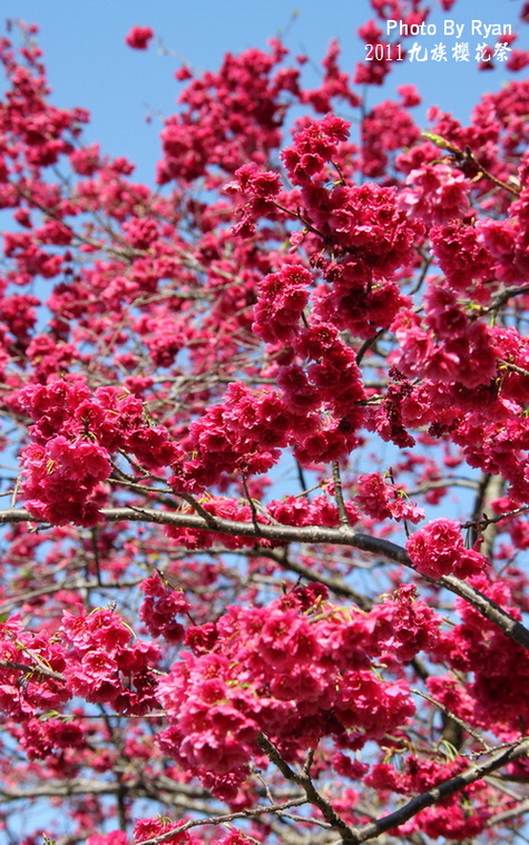 http://i.dcview.tw/gallery/201103/a5a95ba033cb2c6005559ede23d2c0e5.jpg