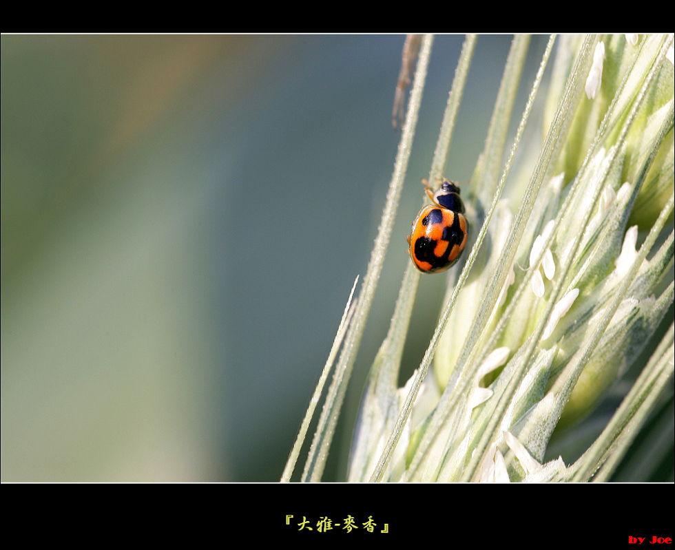 http://i.dcview.tw/gallery/201103/a5b5318dbebf71e673f0912def8d7b98.jpg