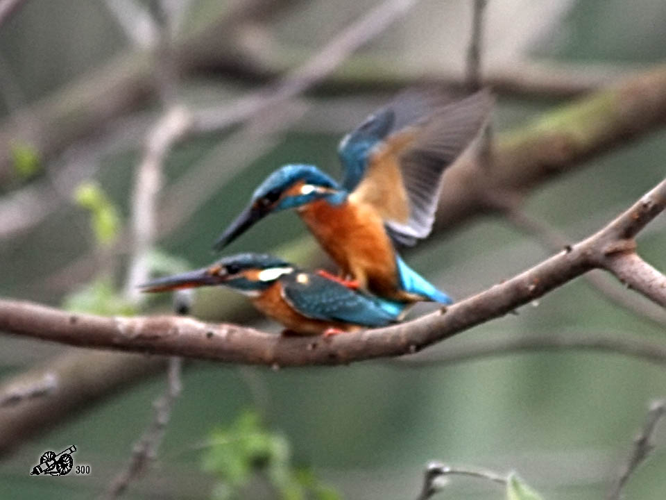 http://i.dcview.tw/gallery/201103/a8ce79c2b95ca9d6b519e9aa1760c066.jpg