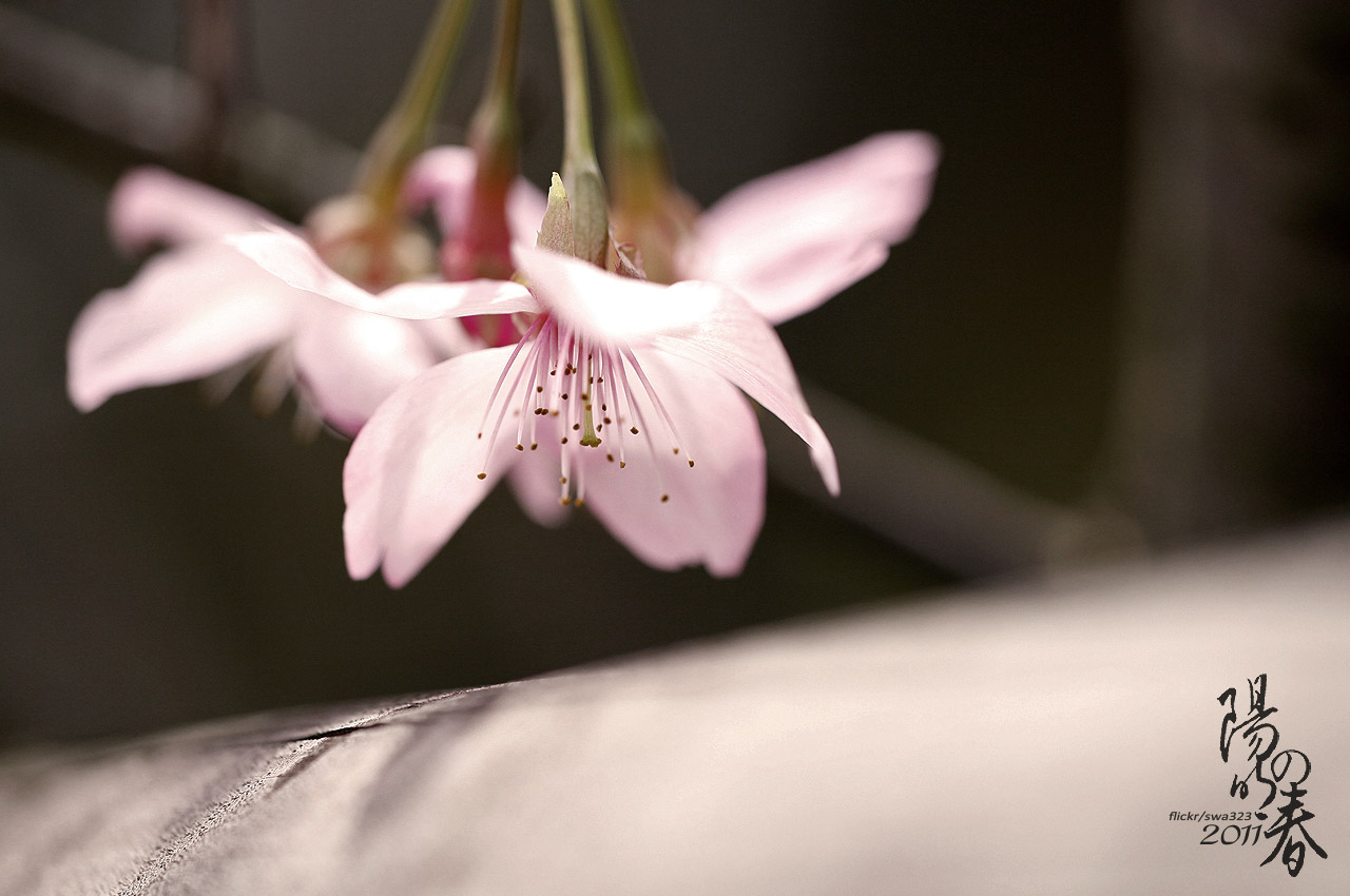http://i.dcview.tw/gallery/201103/a95765cc5381df818a352091e6487c11.jpg