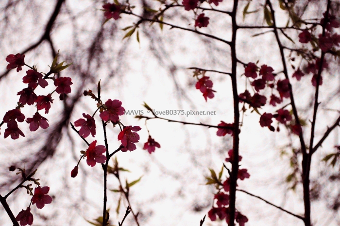 http://i.dcview.tw/gallery/201103/abb367481dda23e83f57a44948eeed98.jpg