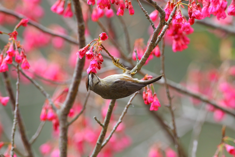 http://i.dcview.tw/gallery/201103/ac36347dde478c0fb35cf757dc2d6392.jpg