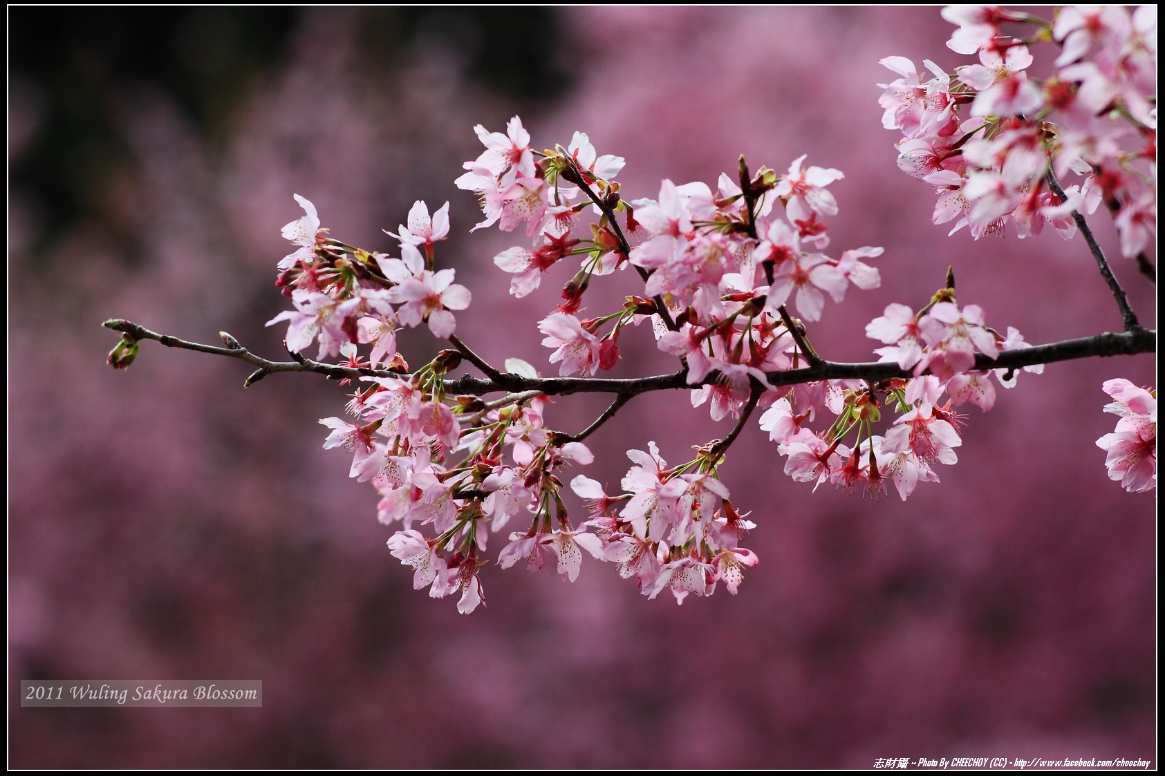 http://i.dcview.tw/gallery/201103/af70acafe3ab475f36ee5061c2b29c08.jpg