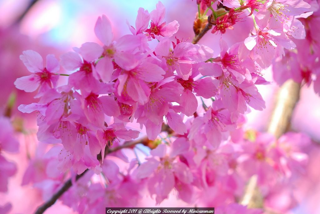 http://i.dcview.tw/gallery/201103/b84006cf123672a89bd647ccbb855a36.jpg