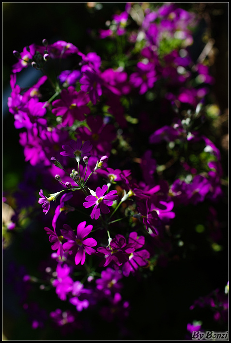 http://i.dcview.tw/gallery/201103/bb7aa434eafc832305c5482b6609a65c.jpg