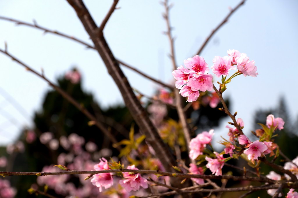 http://i.dcview.tw/gallery/201103/bd7f19eed226354f75287e961a2b77ac.jpg