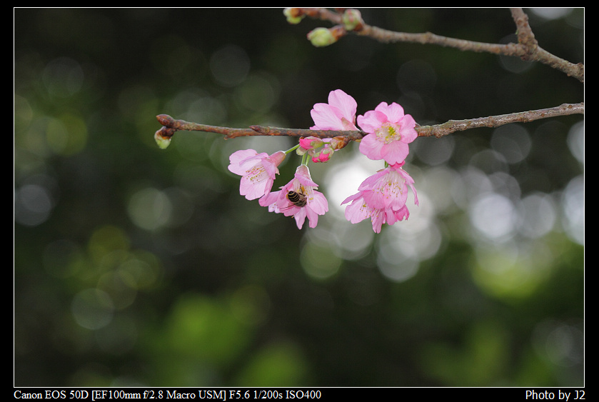 http://i.dcview.tw/gallery/201103/c2c6cbd4116354c8bf6cfeb31fee3653.jpg