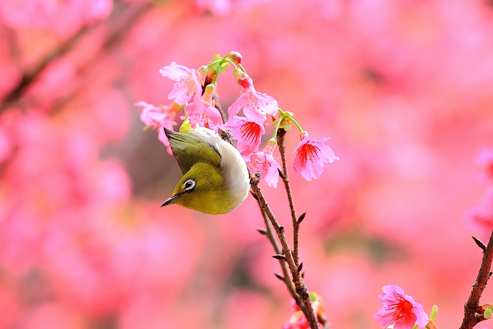 http://i.dcview.tw/gallery/201103/c6e7ea6ba954195ff97ef73d6ff0c344.jpg