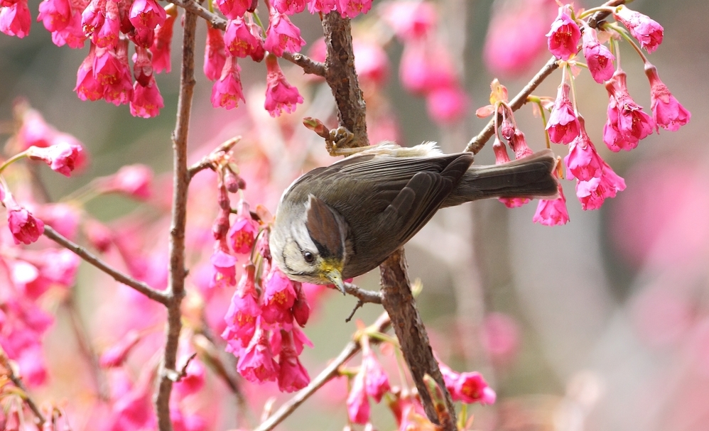 http://i.dcview.tw/gallery/201103/c7d571e3cd0685cb9d83bcdd4f6d06a1.jpg