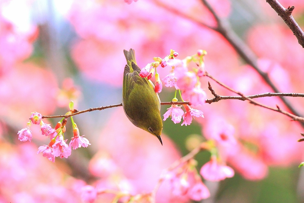http://i.dcview.tw/gallery/201103/ca5dfee8bfddcedd11510f921ddb4ef8.jpg