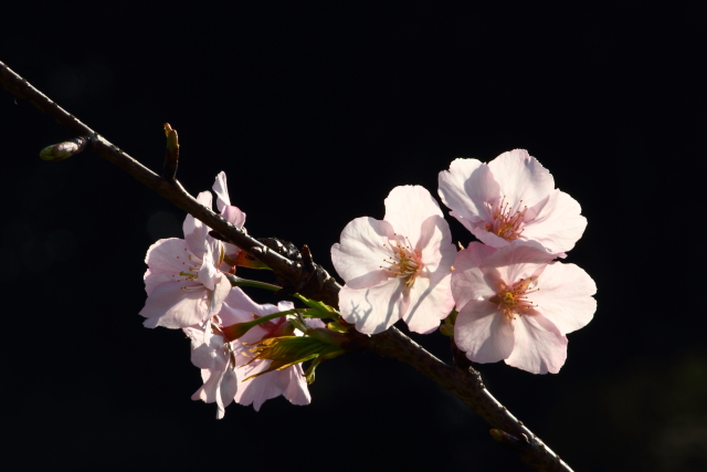 http://i.dcview.tw/gallery/201103/cbe89f3e2dc732f7505828b7e8948a5b.jpg