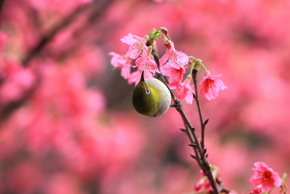 http://i.dcview.tw/gallery/201103/d0706b047e05e83e7227a62e0beddcab.jpg