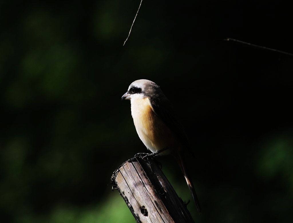 http://i.dcview.tw/gallery/201103/d454db28c9559a5dfc7afcb93215df29.jpg