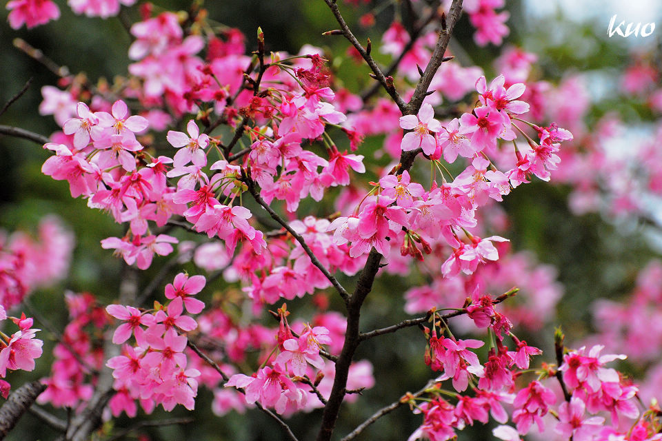 http://i.dcview.tw/gallery/201103/d56ed70b85577f5f1fa8d69d4baf28c5.jpg