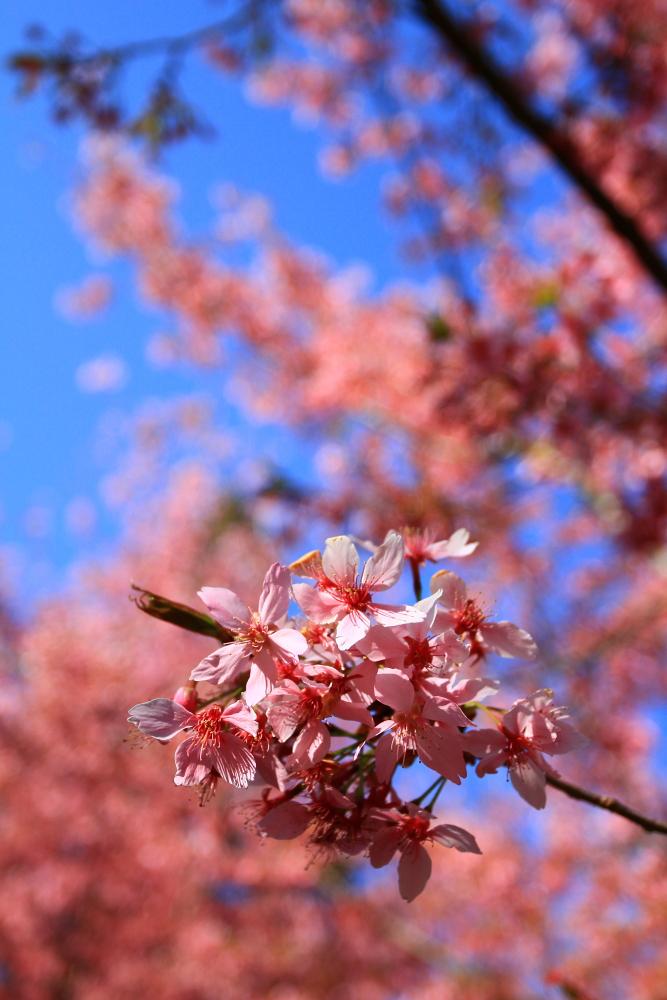 http://i.dcview.tw/gallery/201103/d80c8ef75a72e9b05a2266a583a9f8c5.jpg