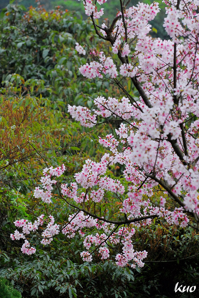 http://i.dcview.tw/gallery/201103/d87b778168a25286bfe4ae8d82778f95.jpg