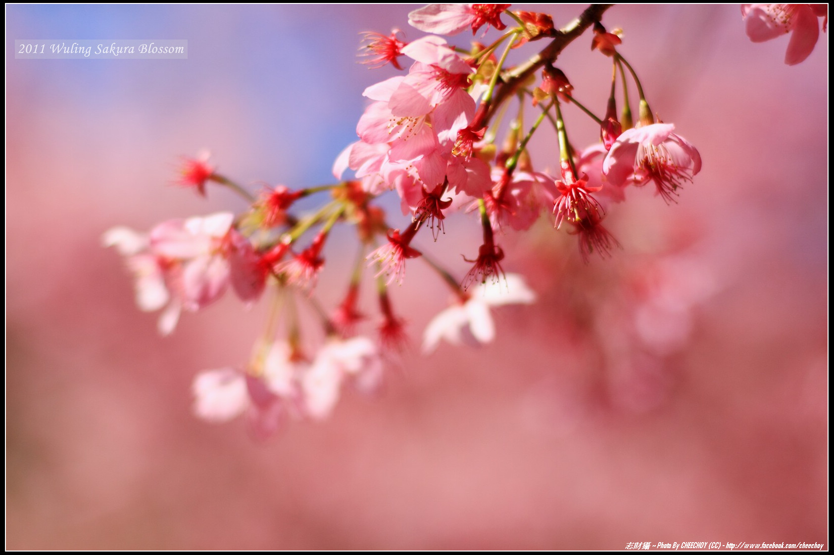 http://i.dcview.tw/gallery/201103/e59432f5ce04873d2ceedb1691361436.jpg