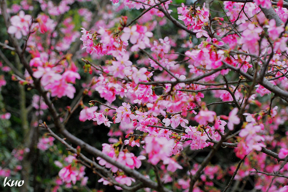 http://i.dcview.tw/gallery/201103/e7780baac22a02e5ce1084be04aa384b.jpg