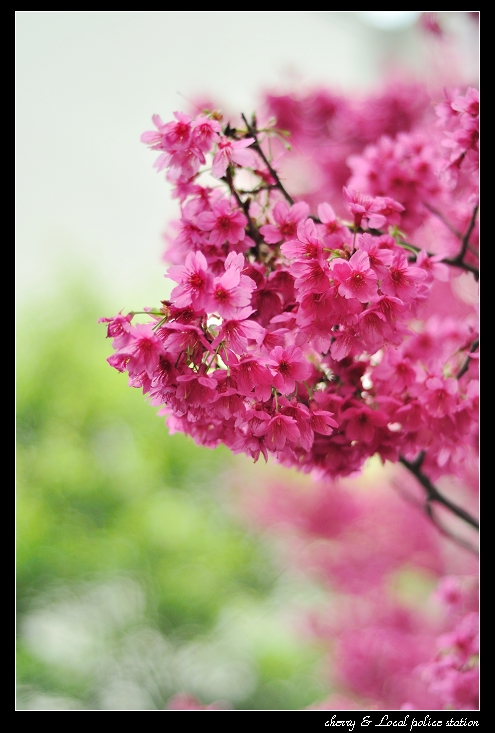 http://i.dcview.tw/gallery/201103/eba1a991783787e71585e36e5f290888.jpg