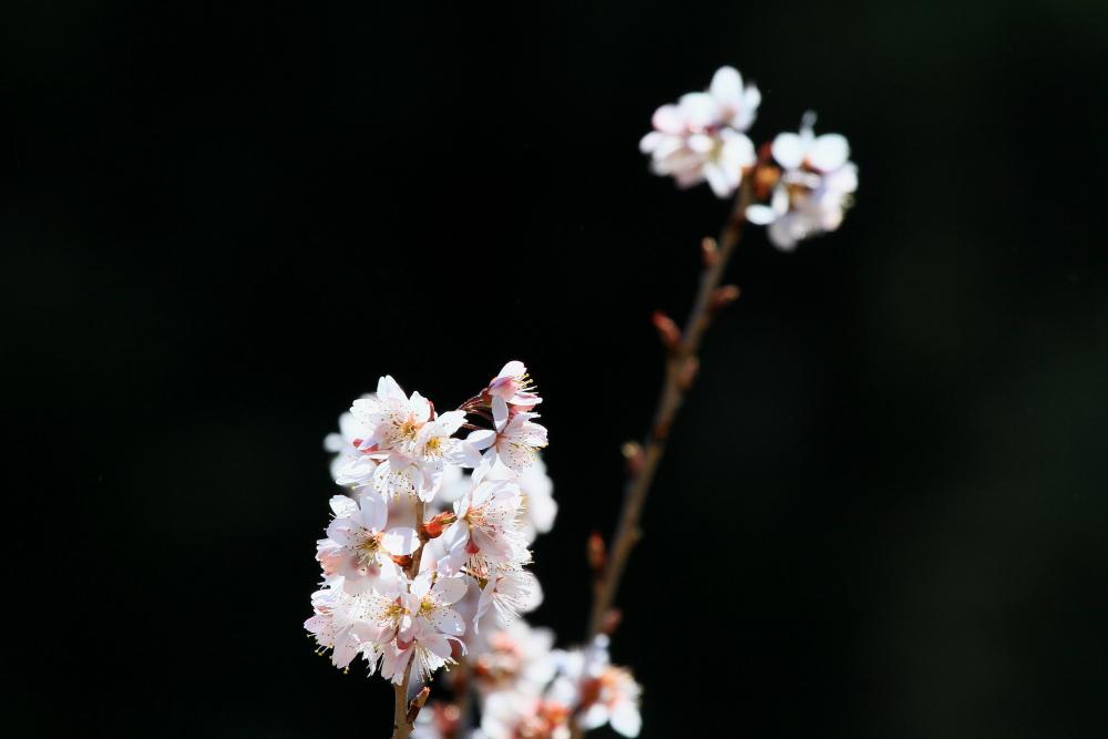 http://i.dcview.tw/gallery/201103/ec89534f4893cd98742397ac88a1aa2a.jpg