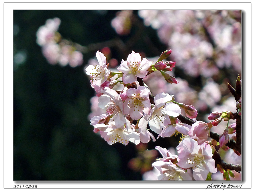 http://i.dcview.tw/gallery/201103/ecf8494d969ad2111dcdd6d5775c21e3.jpg