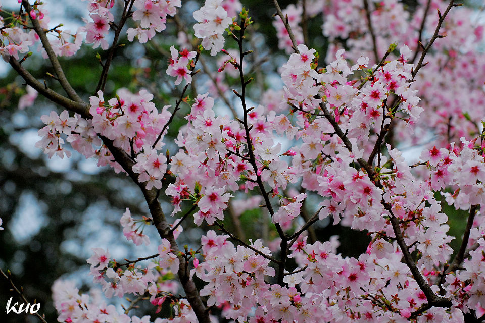 http://i.dcview.tw/gallery/201103/ee10848f804b848ce52e1bfef2462f37.jpg