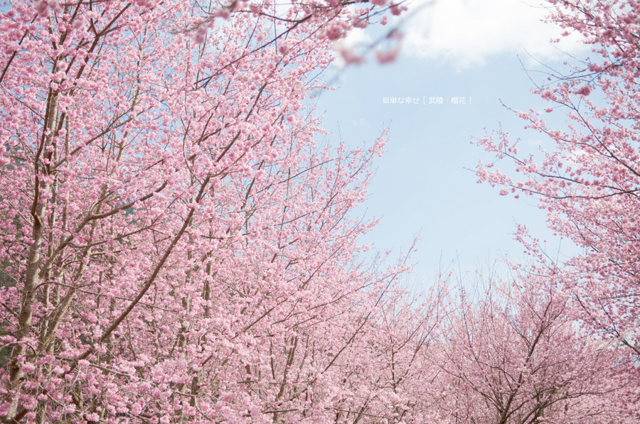 http://i.dcview.tw/gallery/201103/f5f5a2dd92a4142fe3332871091cc493.jpg