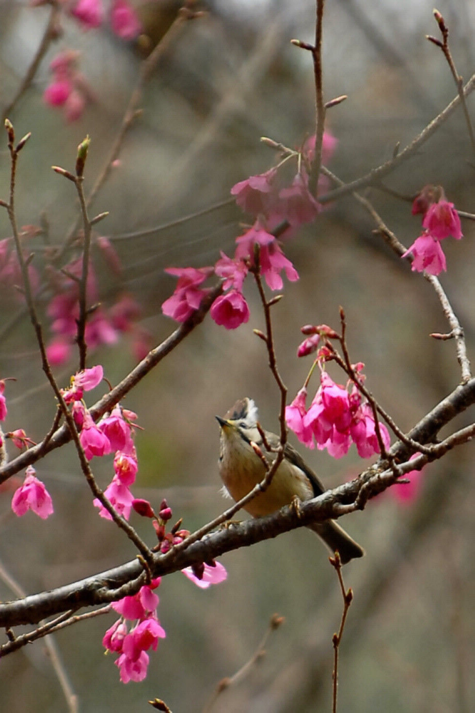 http://i.dcview.tw/gallery/201103/fb5041cff813a6ad797d3491165d66ff.jpg