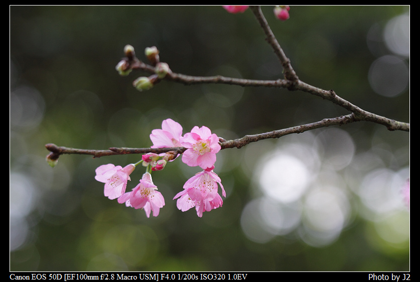http://i.dcview.tw/gallery/201103/fd099316f14ee963777a08c52fb8c11b.jpg