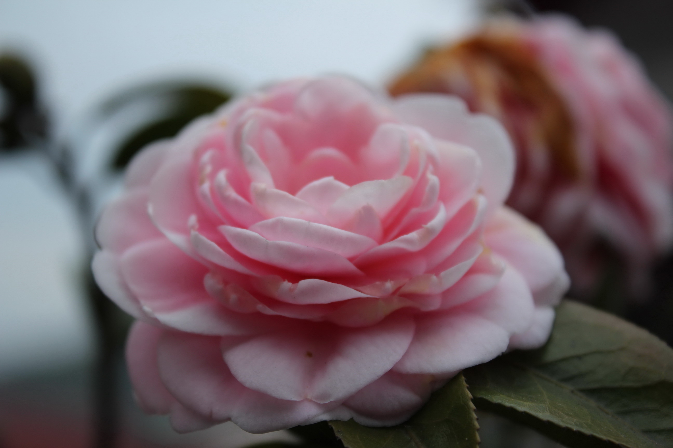 http://i.dcview.tw/gallery/201103/fe37027e30d47b464872c7495aa24c75.jpg