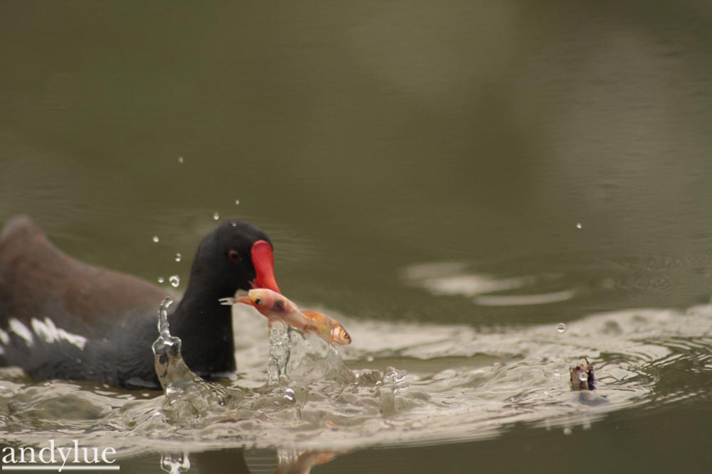 http://i.dcview.tw/gallery/201103/fe5921b417f77abf3e7a1d0f4185a496.jpg