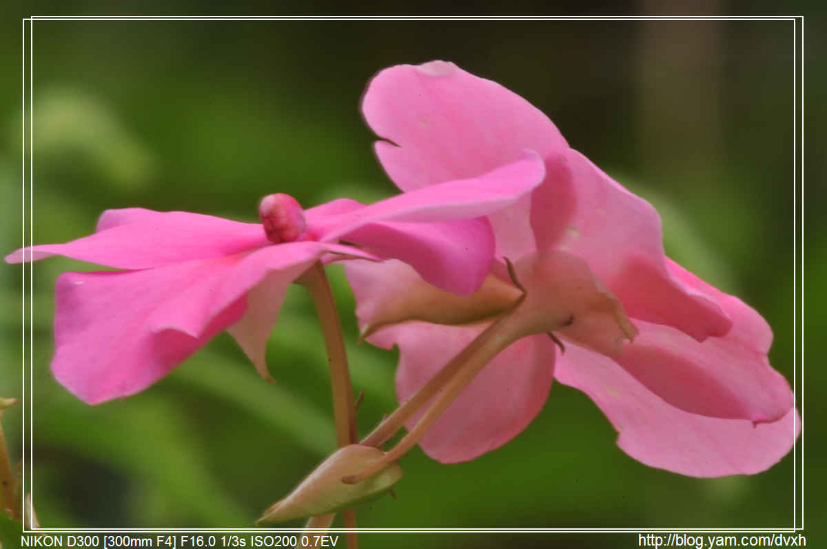 http://i.dcview.tw/gallery/201103/fe6f3c52cfa1ba0835a6a851073729d5.jpg