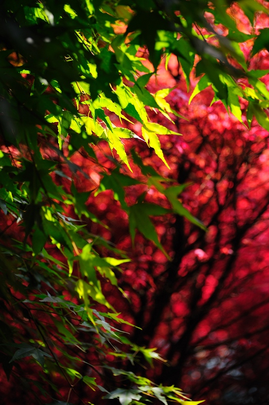 http://i.dcview.tw/gallery/201104/055bc10dc490f5a1ae32a28e4a63bd2c.jpg