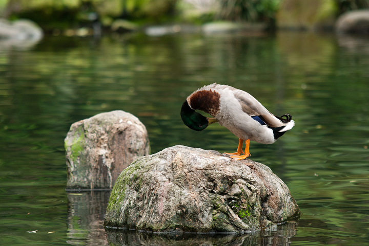 http://i.dcview.tw/gallery/201104/05e1c8b79c97462561bd1ceb2abe4e95.jpg