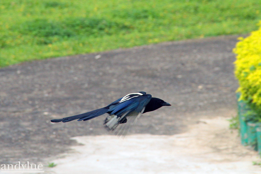 http://i.dcview.tw/gallery/201104/06a390a3ce4ebecc6a995d38880f0b01.jpg