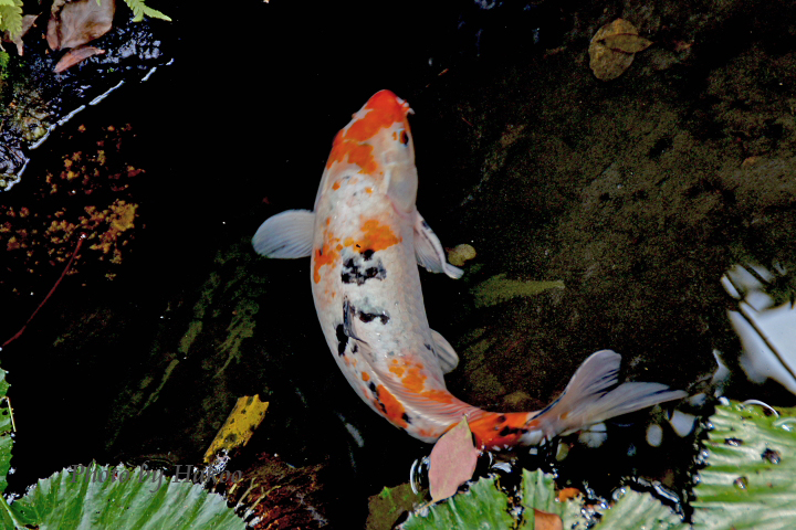 http://i.dcview.tw/gallery/201104/0f070c76d03d4f192ecb5f4a9e3ba28b.jpg