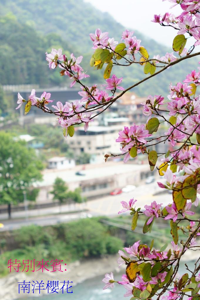 http://i.dcview.tw/gallery/201104/0f90f76323d94e97382e386e6f063a9a.jpg