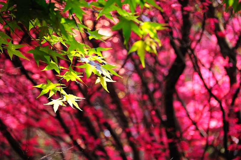 http://i.dcview.tw/gallery/201104/1499ed5265c5446b5381c487aa48da57.jpg