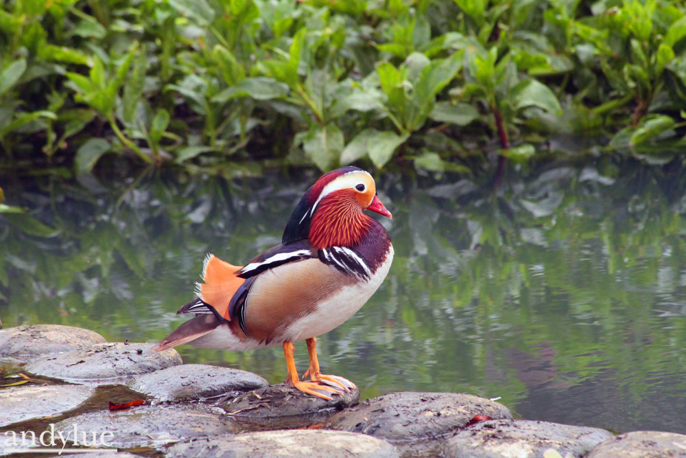 http://i.dcview.tw/gallery/201104/17b2d8e3303434ae09ec8bb9035081be.jpg