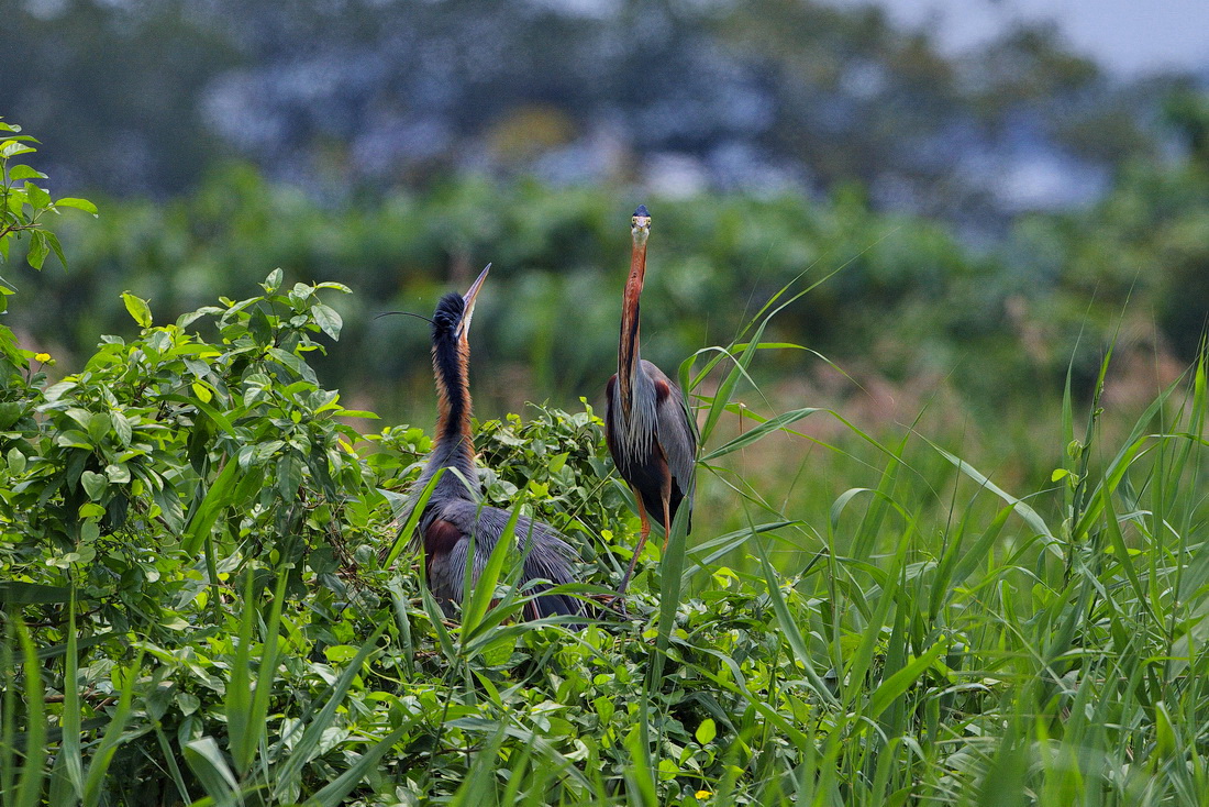 http://i.dcview.tw/gallery/201104/1a66598a3de45151a796b68249225cab.jpg