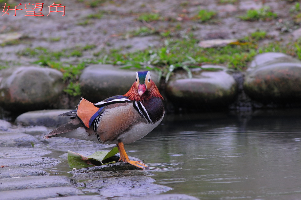 http://i.dcview.tw/gallery/201104/1aa8a164f83351514aafb5397201edb0.jpg