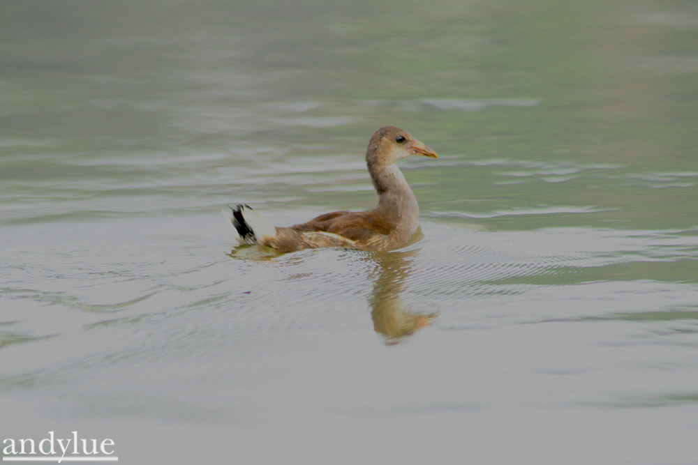http://i.dcview.tw/gallery/201104/2a97b7728f50d705db52c7a6537e4a55.jpg