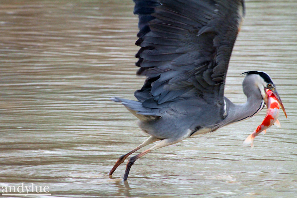 http://i.dcview.tw/gallery/201104/2e020941742f2ab781331b8a82a65449.jpg