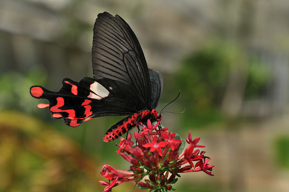 http://i.dcview.tw/gallery/201104/30edd49677fe51243abd2f69f9c54f94.jpg