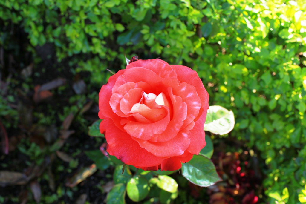 http://i.dcview.tw/gallery/201104/315687d8387213f0442771fa2ab58d56.jpg