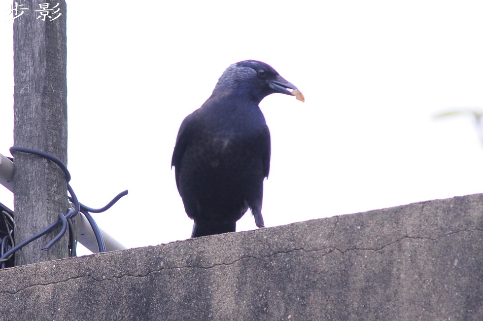 http://i.dcview.tw/gallery/201104/36ff8d77a8e7a494e8b706f3a3e6c1de.jpg