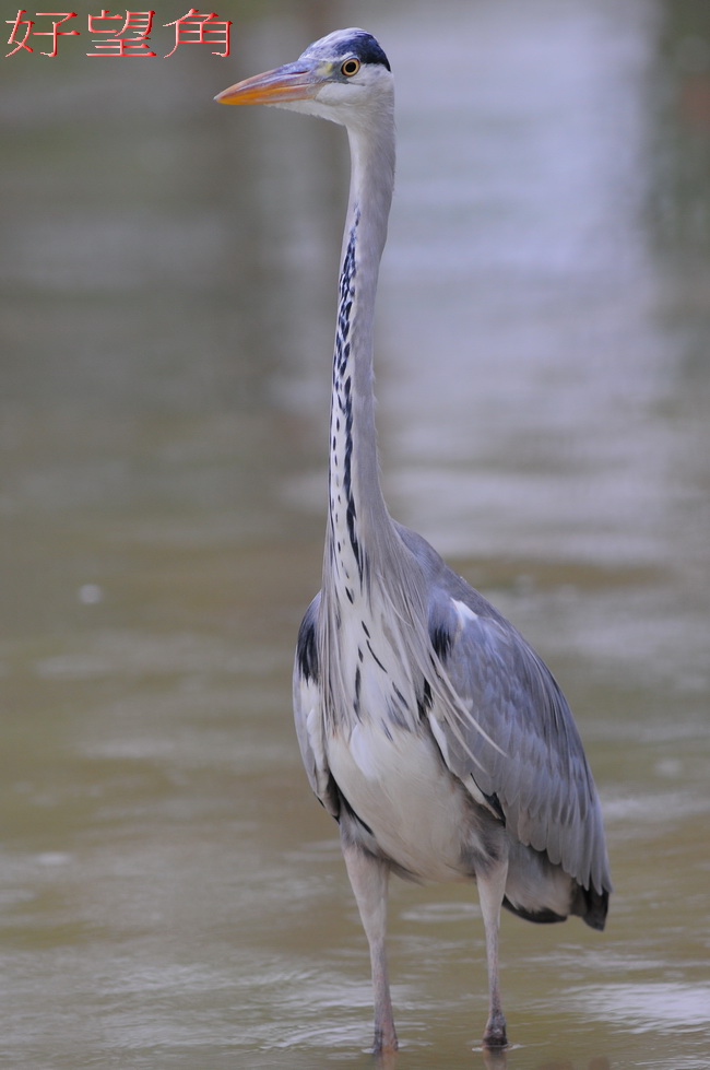 http://i.dcview.tw/gallery/201104/48f3921d38e090688321320c016a8560.jpg